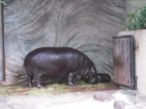 コビトカバ上野動物園20110727