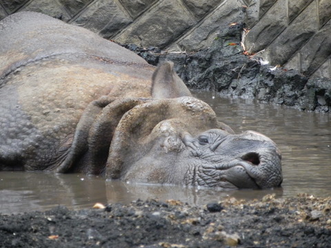 インドサイ20100813多摩動物園