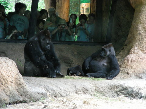 ハオコ♂コモモ♀モモコ♀上野動物園20100626Ａ