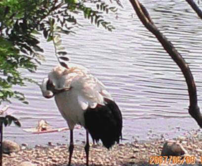 タンチョウ上野動物園けいたい写真2007.6.8.