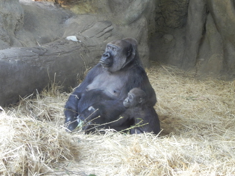 モモコ＆コモモ上野動物園20110215A