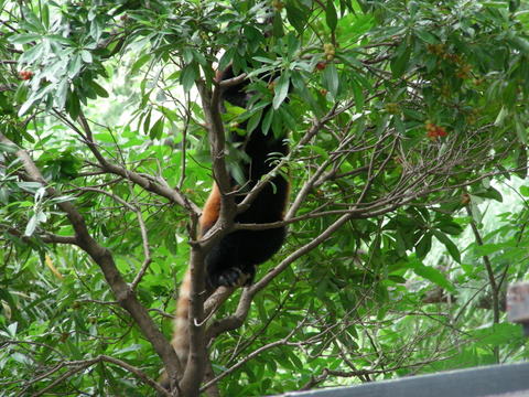 レッサーパンダ上野動物園20100626