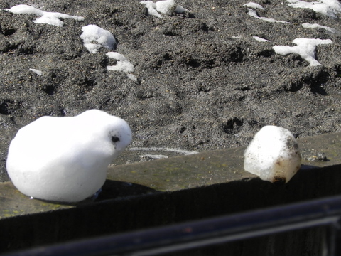 ユキカピバラ上野動物園20110215