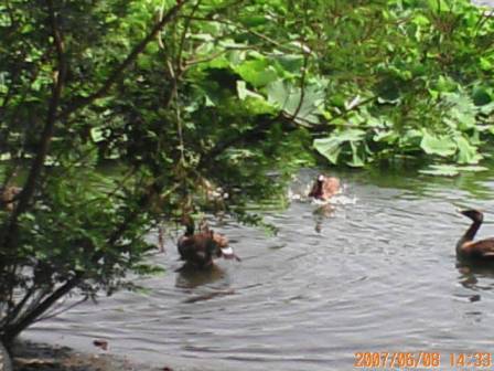 シジュウカラガン上野動物園けいたい写真2007.6.8.