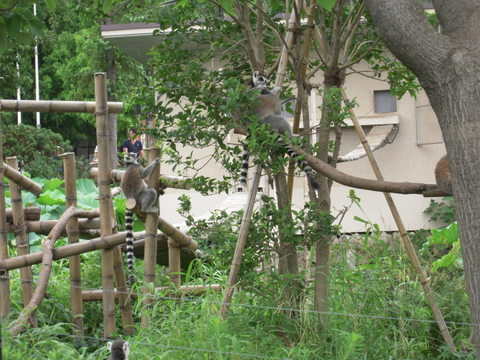 ワオキツネザル上野動物園20110727