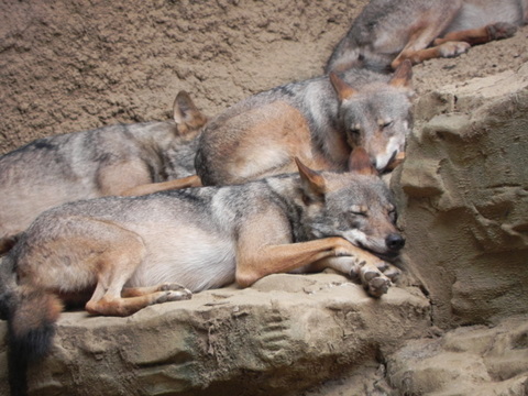 オオカミ20100813多摩動物園