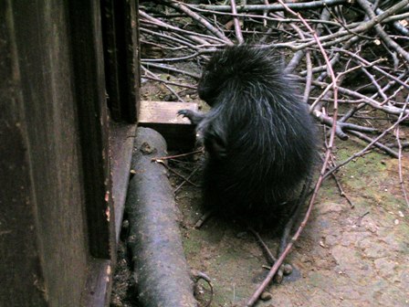 カナダヤマアラシのこども上野動物園2006.6.25.