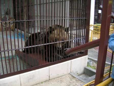 ヒグマ岡山池田動物園2007.3.13.