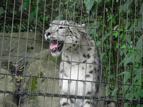 ヴァルデマール♂20100813多摩動物園