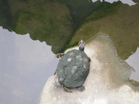 野生のカメ上野動物園20110727