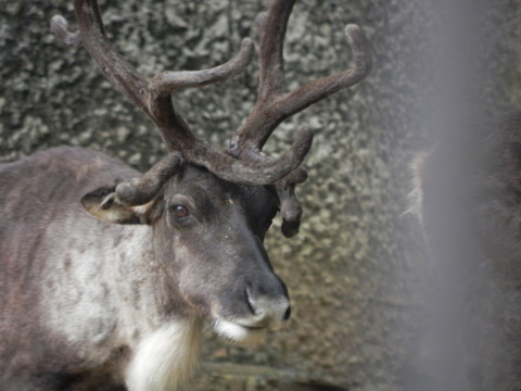 トナカイ20100813多摩動物園Ｂ