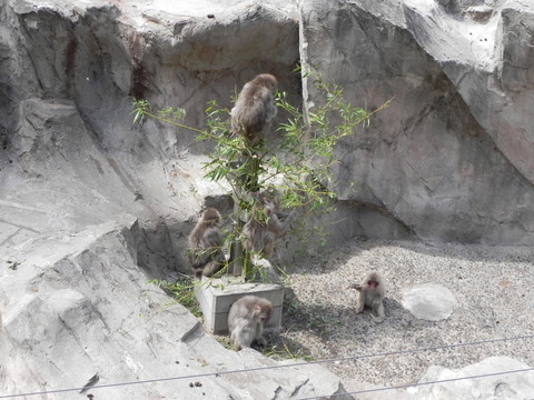 ニホンザルの七夕上野動物園20110707