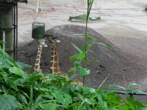 キリンの残業20100813多摩動物園