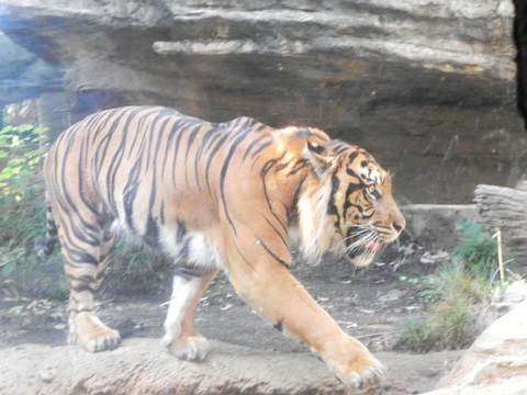 スマトラトラ上野動物園20100918