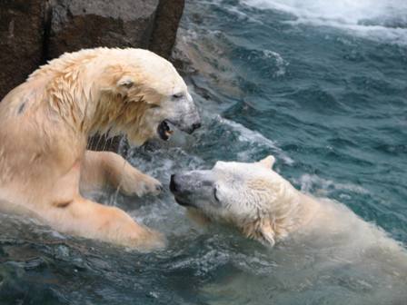 ホッキョクグマC上野動物園2006.1.2.