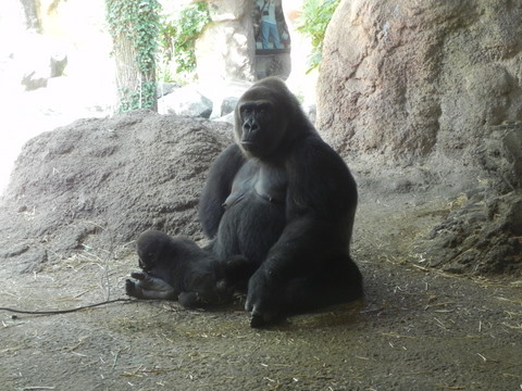 モモコ♀コモモ♀上野動物園20100918