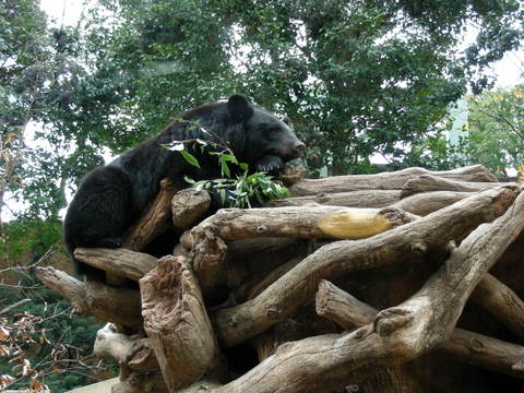 ツキノワグマ上野動物園2009.12.09.