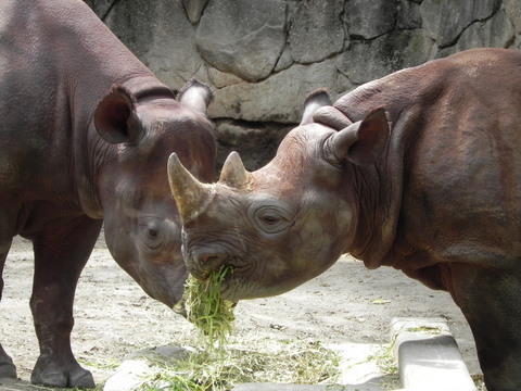 ミミカ♀とアルゴ♀母上野動物園20110707