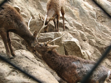 ホンシュウジカ岡山池田動物園2007.3.13.