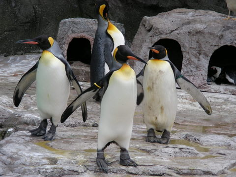 オウサマペンギン上野動物園2009.12.09.