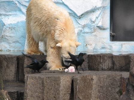 ホッキョクグマE上野動物園2006.1.2.