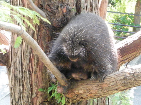 カナダヤマアラシ上野動物園20100918A