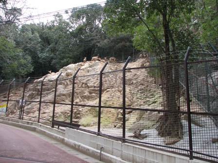 ホンシュウジカの飼育場岡山池田動物園2007.3.13.