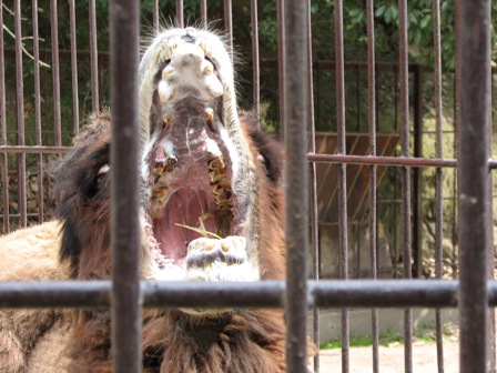 フタコブラクダのあくび岡山池田動物園2007.3.13.