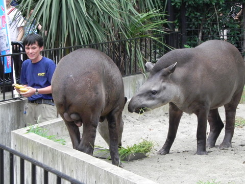 アメリカバク上野動物園20100814Ａ