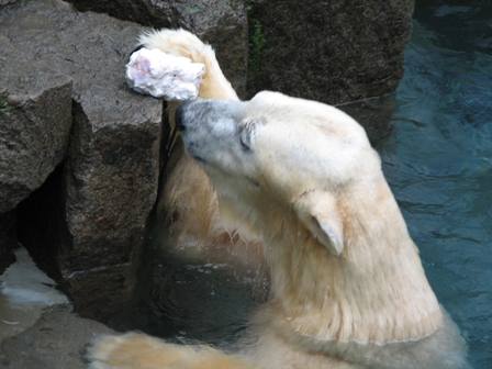 ホッキョクグマF上野動物園2006.1.2.