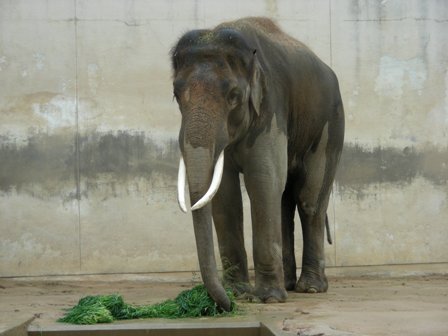 マック♂神戸市立王子動物園2009.3.13