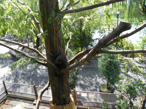 カナダヤマアラシ上野動物園20100918B