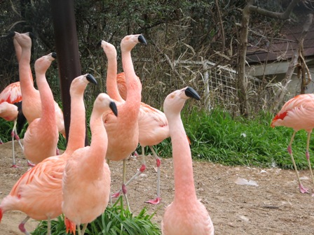 フラミンゴ岡山池田動物園2007.3.13.