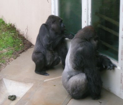 ヤマト♂とサクラ♀B神戸市立王子動物園2009.3.13