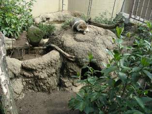 上野動物園在住のタヌキ2009.2.28.Ａ