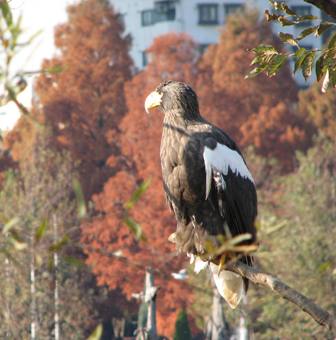 オオワシ上野動物園2005.12.8.
