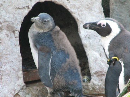 ケープペンギン上野動物園2007.1.18.