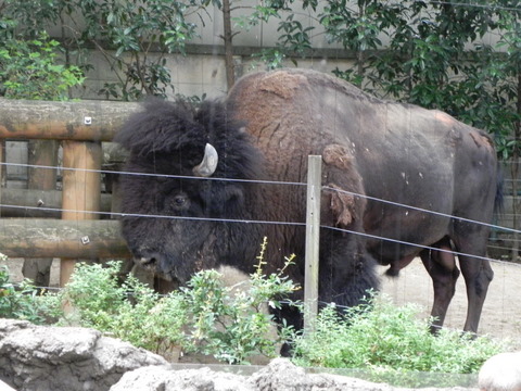 ぐんまくん♂上野動物園20100814