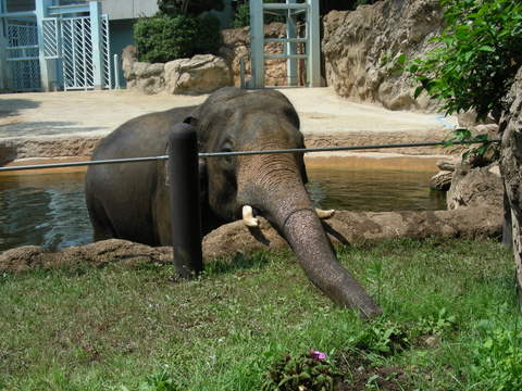 アティ♂上野動物園20100724B