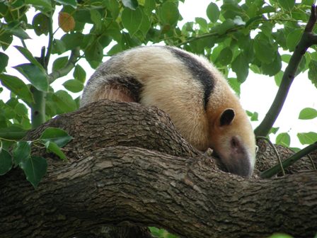 コアリクイ上野動物園2008.10.9.