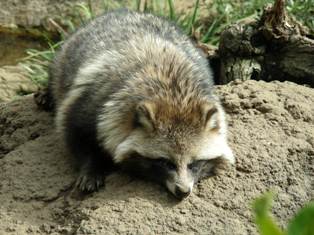 上野動物園在住のタヌキ2009.2.28.B