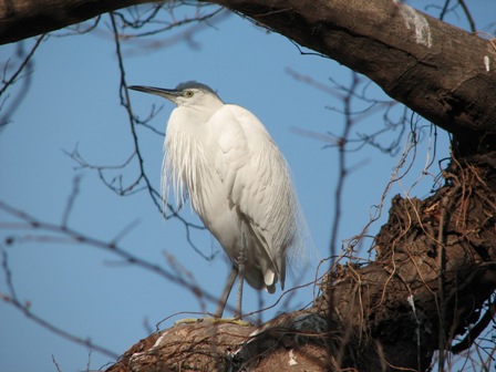 コサギ上野動物園2007.1.18.