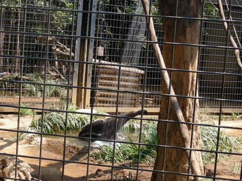 オオアリクイ上野動物園20100724Ｂ