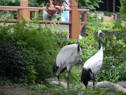 タンチョウ上野動物園20100814