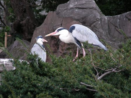 アオサギ上野動物園2008.3.27.