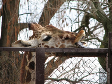 アミメキリン岡山池田動物園2007.3.13.