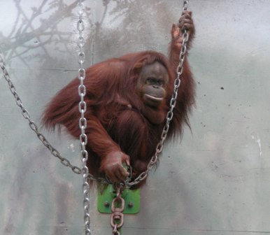 バレンタイン♀神戸市立王子動物園2009.3.13