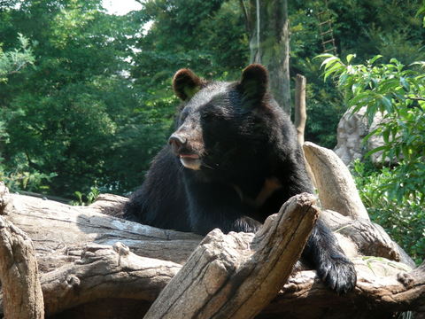 ツキノワグマ上野動物園20100724