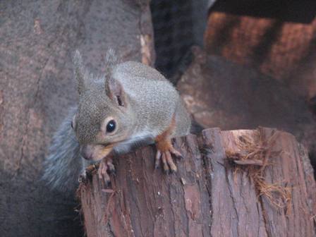 ニホンリス上野動物園2006.11.3.