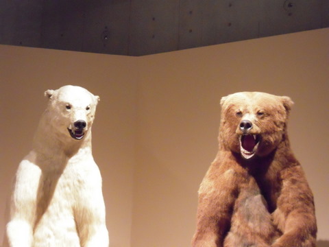 クマのはく製2010-03-29かはく大哺乳類展陸のなかまたち